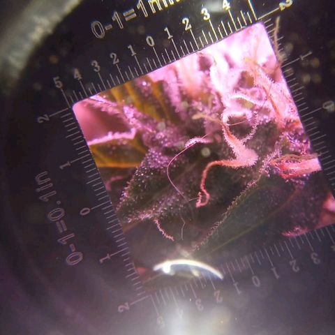 Double Cookies Auto growlog timeline photo