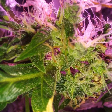 Double Cookies Auto growlog timeline photo