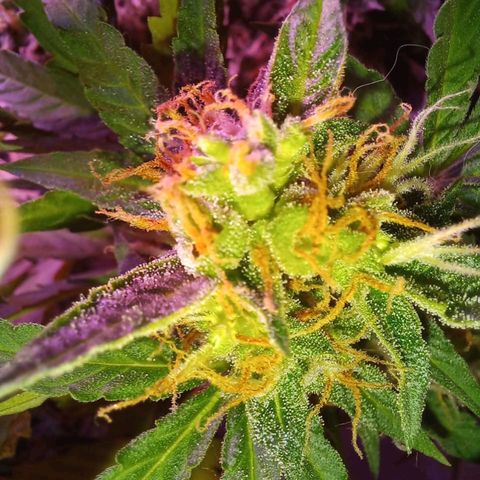 Double Cookies Auto growlog timeline photo
