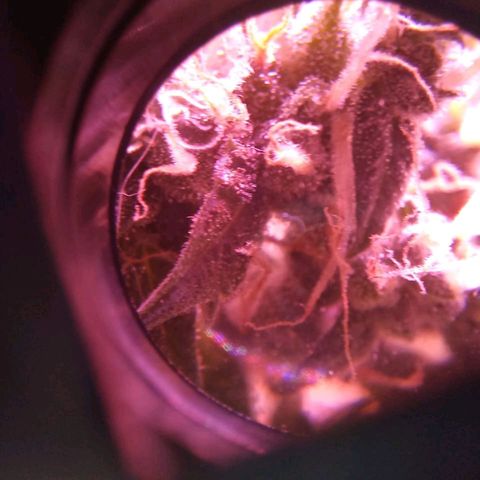 Double Cookies Auto growlog timeline photo