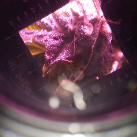 Double Cookies Auto growlog timeline photo