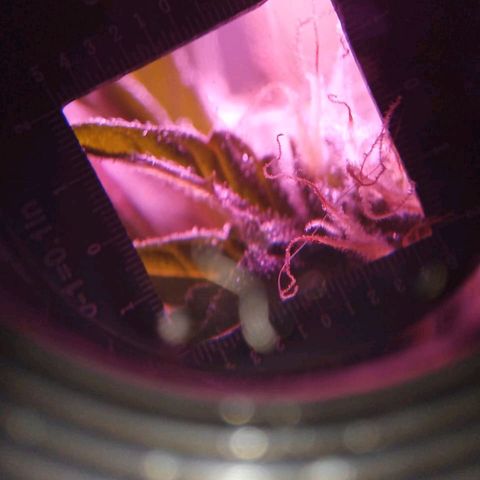 Double Cookies Auto growlog timeline photo