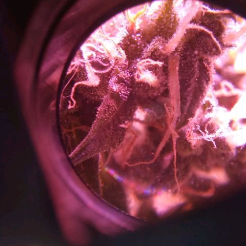 Double Cookies Auto growlog timeline photo