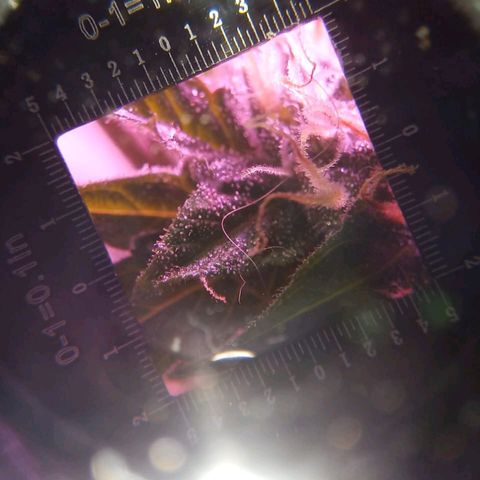 Double Cookies Auto growlog timeline photo