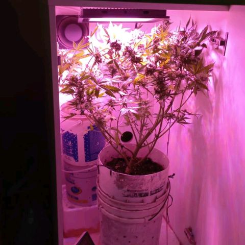 Double Cookies Auto growlog timeline photo
