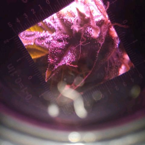 Double Cookies Auto growlog timeline photo