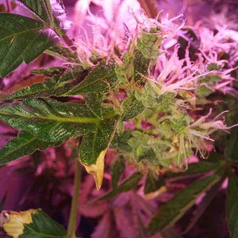 Double Cookies Auto growlog timeline photo