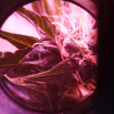Double Cookies Auto growlog timeline photo