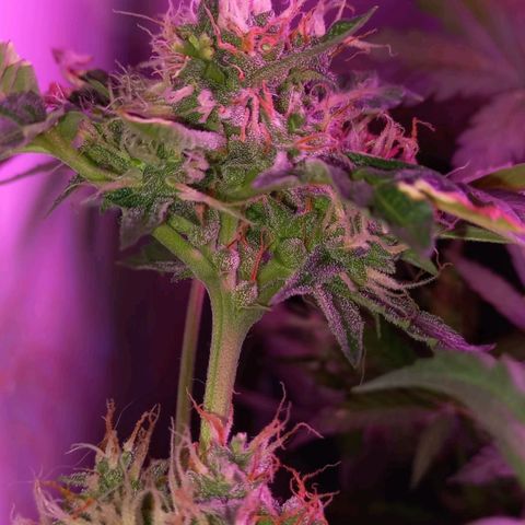 Double Cookies Auto growlog timeline photo