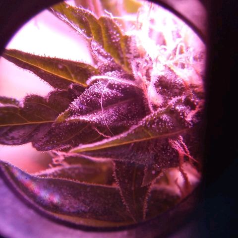 Double Cookies Auto growlog timeline photo