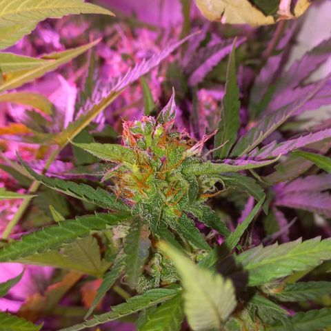 Double Cookies Auto growlog timeline photo