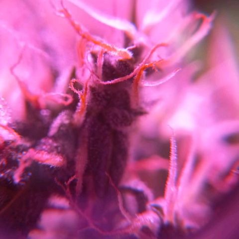 Double Cookies Auto growlog timeline photo