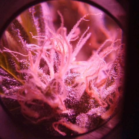 Double Cookies Auto growlog timeline photo