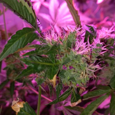 Double Cookies Auto growlog timeline photo