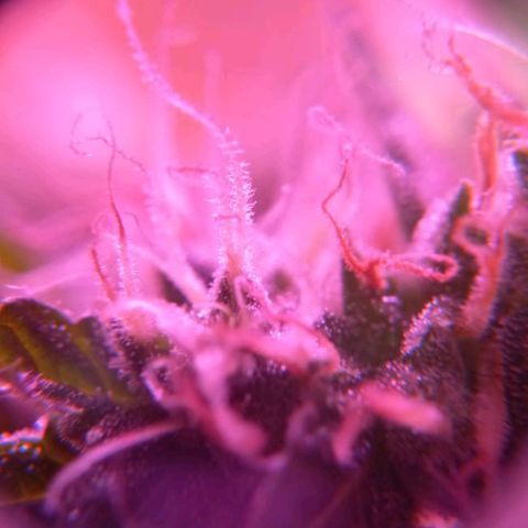 Double Cookies Auto growlog timeline photo
