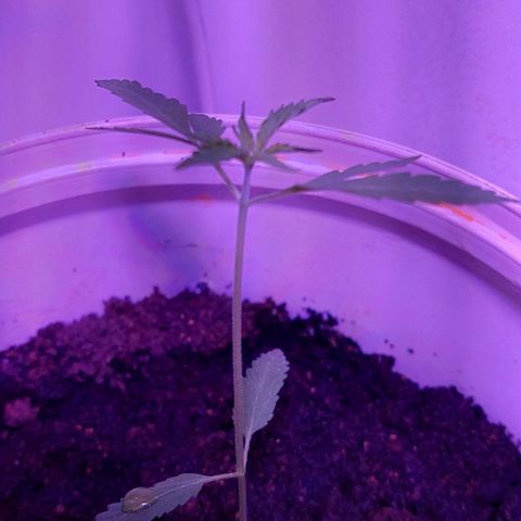 Double cookies 2 auto growlog timeline photo