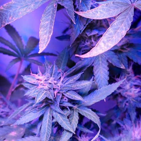 Double Cookies Auto growlog timeline photo