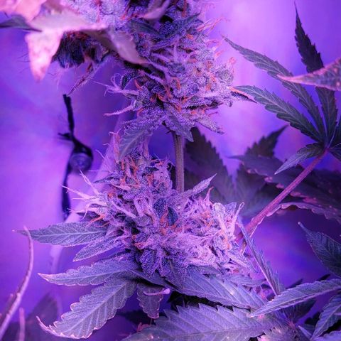 Double Cookies Auto growlog timeline photo
