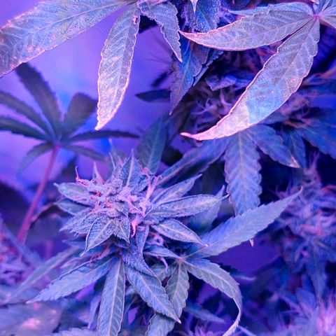 Double Cookies Auto growlog timeline photo