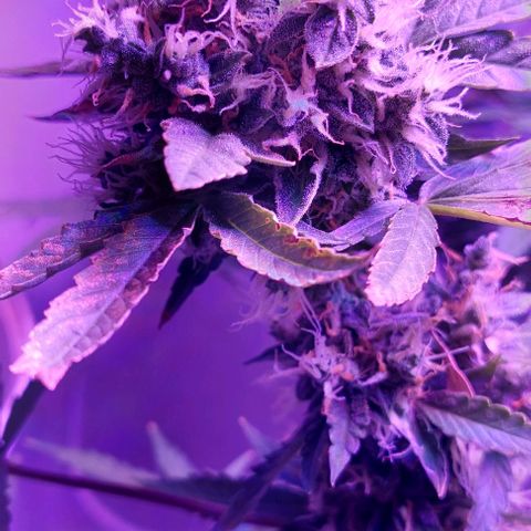 Double Cookies Auto growlog timeline photo