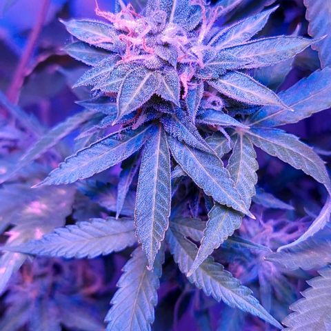 Double Cookies Auto growlog timeline photo