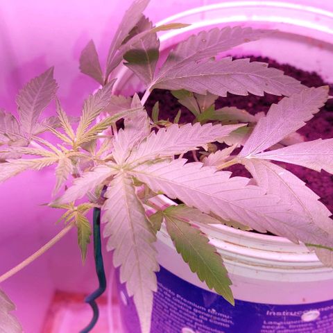 Double cookies 2 auto growlog timeline photo