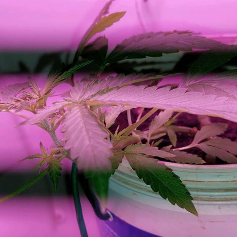 Double cookies 2 auto growlog timeline photo