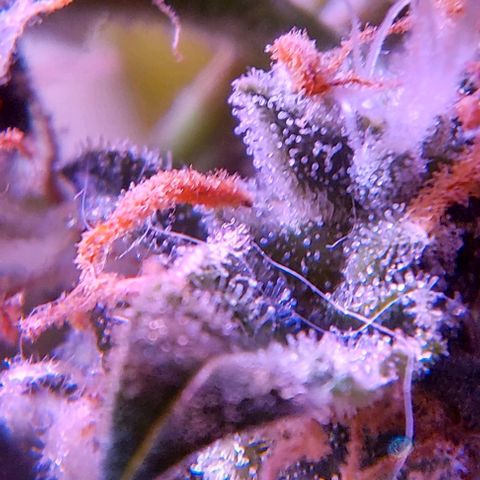 Double Cookies Auto growlog timeline photo