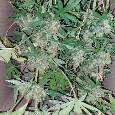 Double Cookies Auto growlog timeline photo