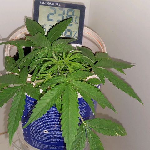 Double cookies 2 auto growlog timeline photo