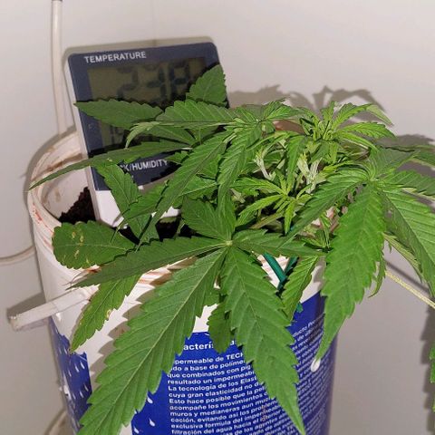 Double cookies 2 auto growlog timeline photo