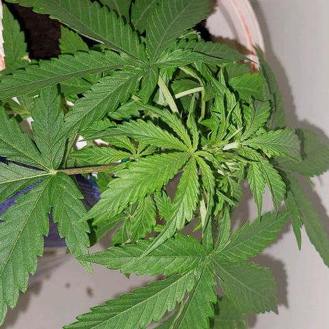 Double cookies 2 auto growlog timeline photo