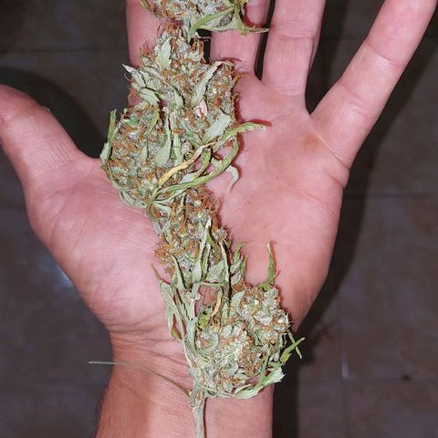 Double Cookies Auto growlog timeline photo