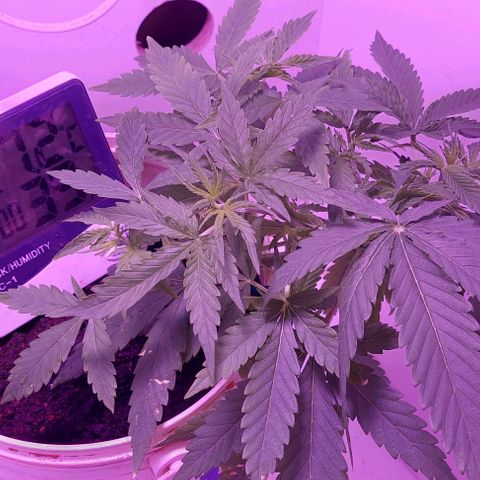 Double cookies 2 auto growlog timeline photo