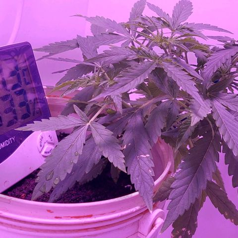 Double cookies 2 auto growlog timeline photo