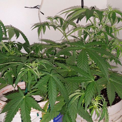 Double cookies 2 auto growlog timeline photo