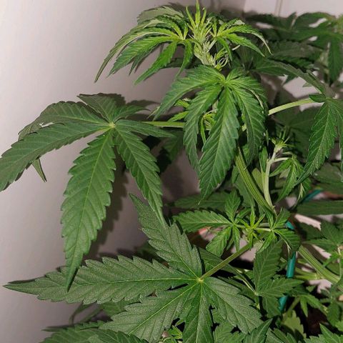 Double cookies 2 auto growlog timeline photo