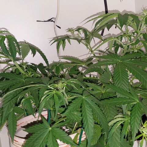 Double cookies 2 auto growlog timeline photo