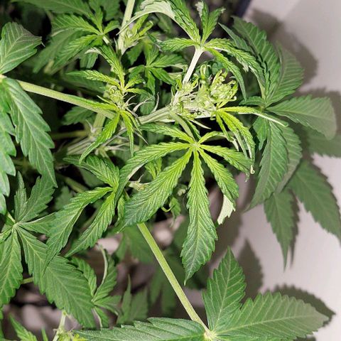 Double cookies 2 auto growlog timeline photo