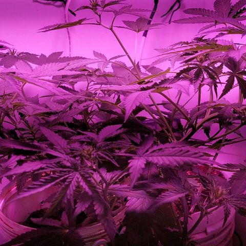 Double cookies 2 auto growlog timeline photo
