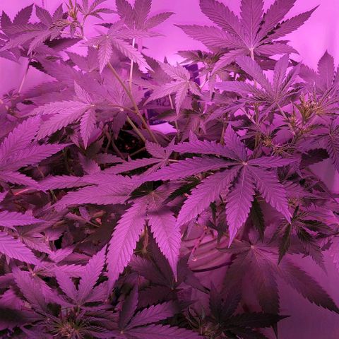 Double cookies 2 auto growlog timeline photo