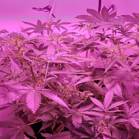 Double cookies 2 auto growlog timeline photo
