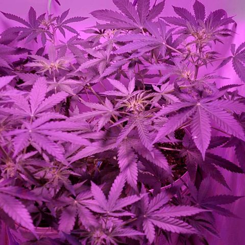 Double cookies 2 auto growlog timeline photo