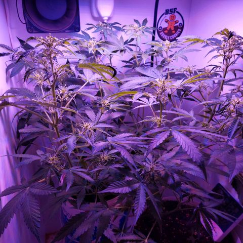 Double cookies 2 auto growlog timeline photo