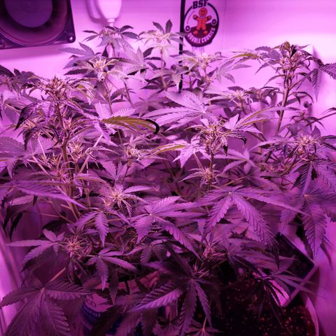 Double cookies 2 auto growlog timeline photo