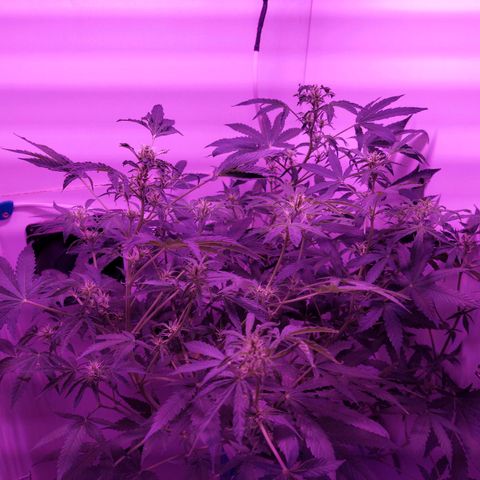 Double cookies 2 auto growlog photo: Estrés por calor, pude agrandar el mueble, y asi elevar más la lámpara.. vamos a ver como sigue