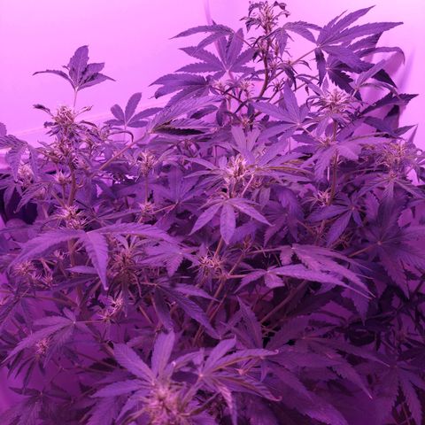 Double cookies 2 auto growlog photo: Estrés por calor, pude agrandar el mueble, y asi elevar más la lámpara.. vamos a ver como sigue