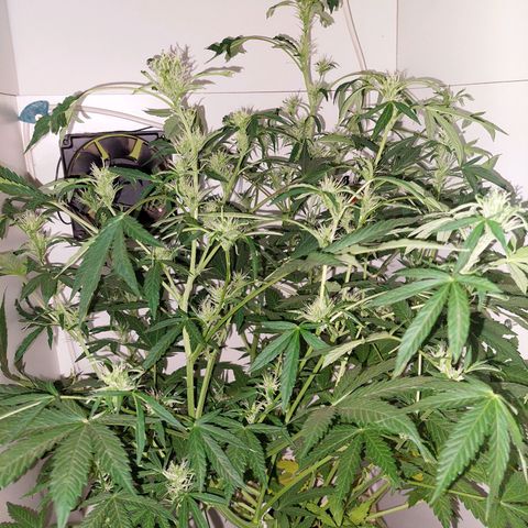 Double cookies 2 auto growlog photo: Esta rara pero me gusta como van creciendo esos cocos