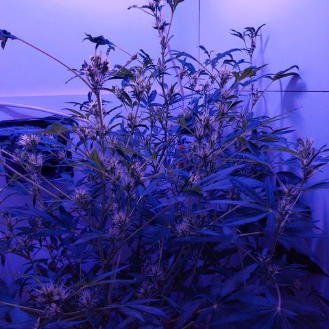 Double cookies 2 auto growlog timeline photo