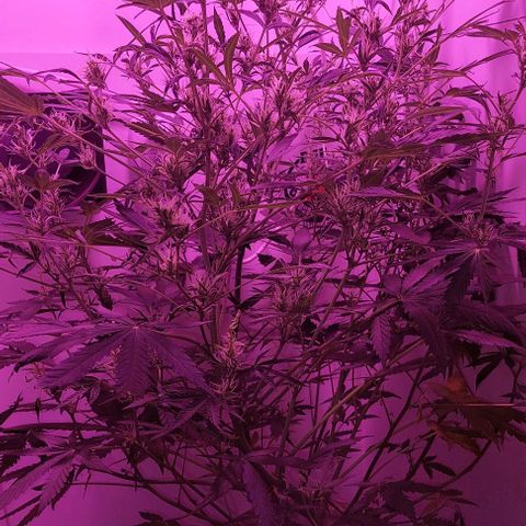 Double cookies 2 auto growlog timeline photo